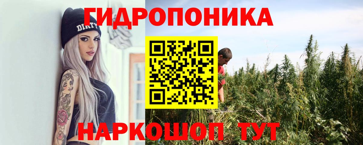 Конопля сатива Назарово